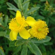 Cobalt-n-Gold™-Hypericum