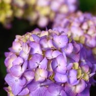 BloomStruck®-Hydrangea 