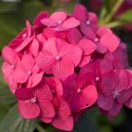 Summer-Crush®-Hydrangea