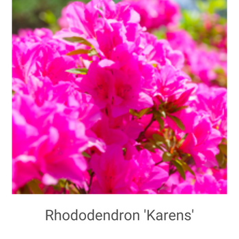 Rhododendron-'Karens'