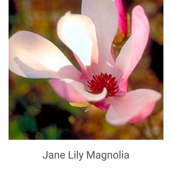 Magnolia-liliiflora-'Jane'