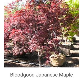 Acer-palmatum-'Bloodgood'