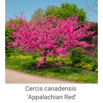 Cercis-canadensis-'Appalachian-Red'
