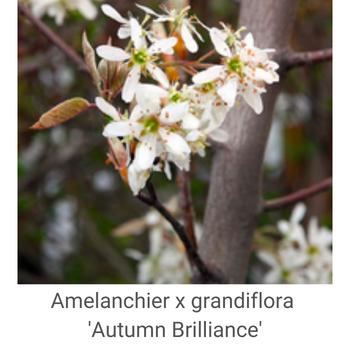 Amelanchier-grandiflora-'Autumn-Brilliance'